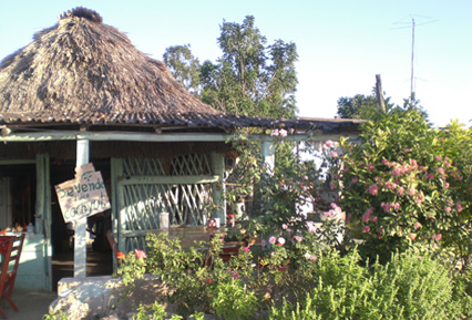 Cocoyol Stand